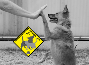 Muzzle Boxen für das Cottbuser Tierheim