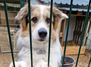 TIERHEIM , GNADENHOF , AUFFANGSTATION BRAUCHT HILFE