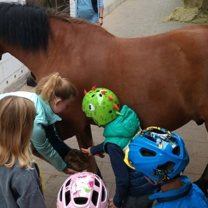 Neues Therapiepony für die Pferde für's Leben Böhm gGmbH