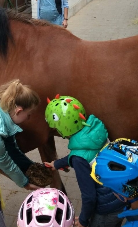 Neues Therapiepony für die Pferde für's Leben Böhm gGmbH