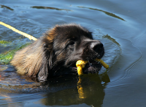 Hunde-Wasserarbeit; mit neuem Motor zu neuen Zielen