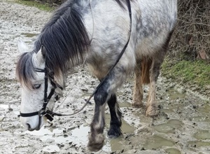 Neuer Reitplatz für den Ponyhof