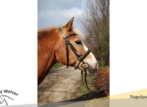 Mehr Ponypower für unseren Schulbetrieb