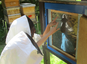 Erweiterung des Lehrbienenstands Eichetwald