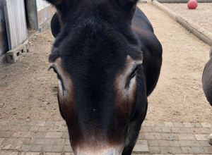 Eine Randoline für den Eselpark