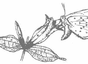 Hinterwälder-Weideprojekt