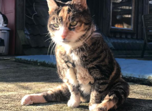 Eine neue Katzenterrasse für unseren Tierschutzhof