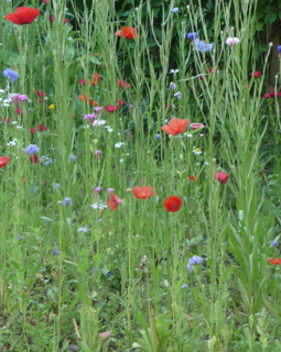 Wachse und Blühe mit uns