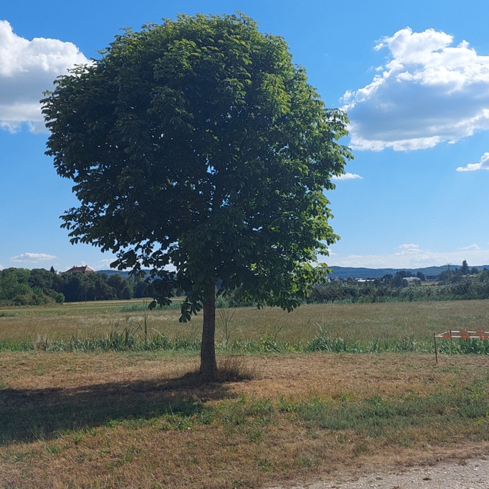 Vereinsgarten für die Kindergruppe