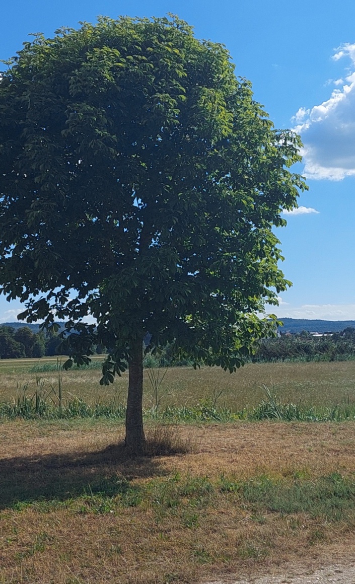 Vereinsgarten für die Kindergruppe