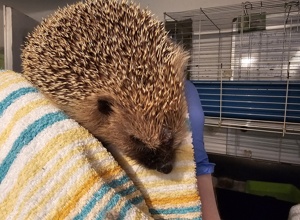 Krankenhaus der Tiere - Trockner und Waschmaschine