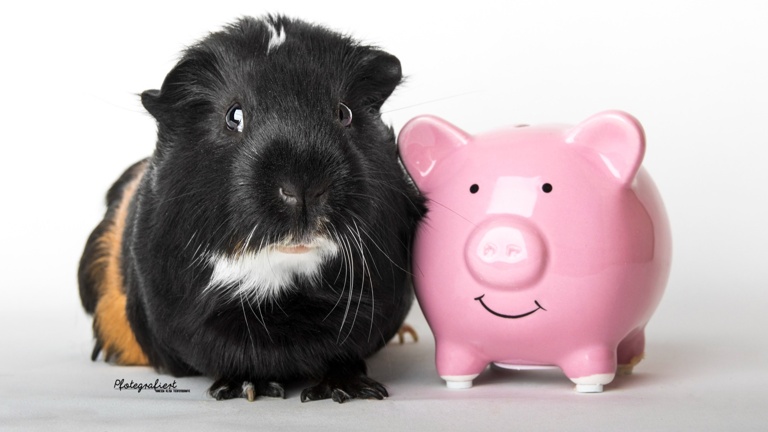 Cavia Care - Hilfe für unvermittelbare Meerschweinchen