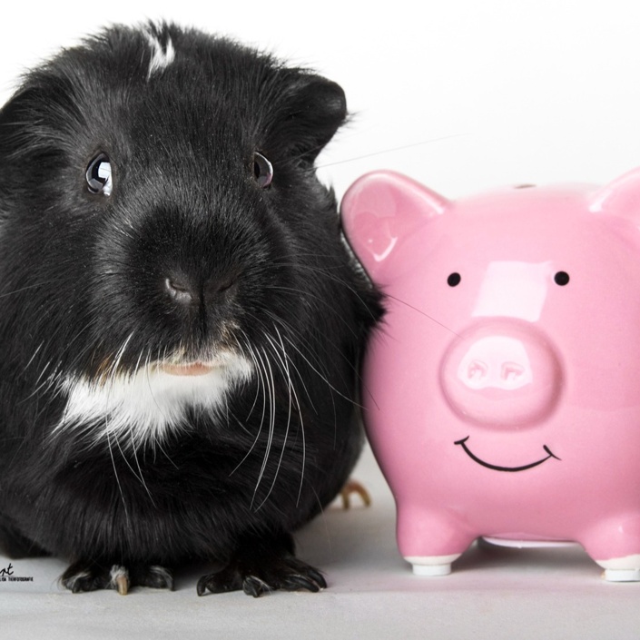 Cavia Care - Hilfe für unvermittelbare Meerschweinchen