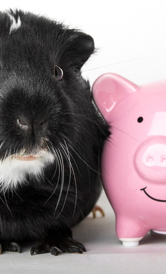 Cavia Care - Hilfe für unvermittelbare Meerschweinchen