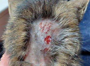 Finanzierung von Tierarzt- und Futterkosten