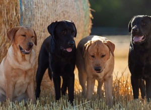 Tierärztliche Eignungsuntersuchungen für 4 Labrador Geschwister