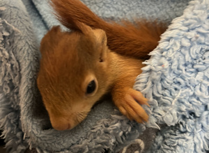 Eichhörnchen Grundversorgung (Futter, Tierarzt)