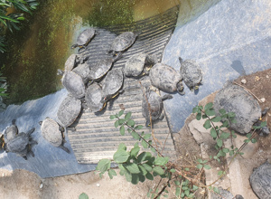 Zaun für gestrandete Schildkröten