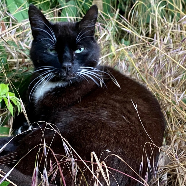 Ein Aussengehege für das Katzenhaus