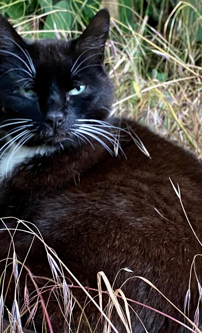 Ein Aussengehege für das Katzenhaus
