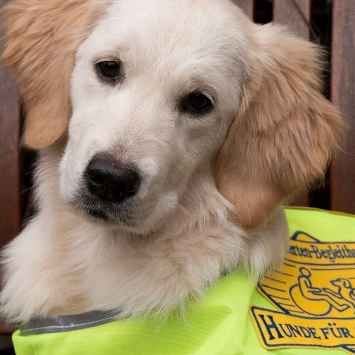 "Helfer for Future" - neue Welpen bei Hunde für Handicaps e.V.