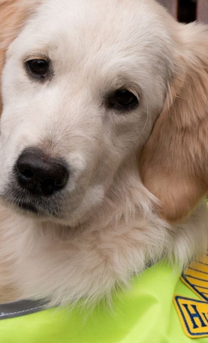"Helfer for Future" - neue Welpen bei Hunde für Handicaps e.V.
