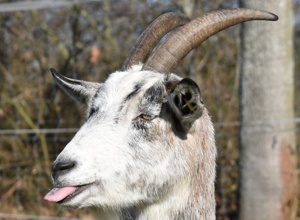 Unterstützung der Tiere auf der Kinder- und Jugendfarm Darmstadt e.V.