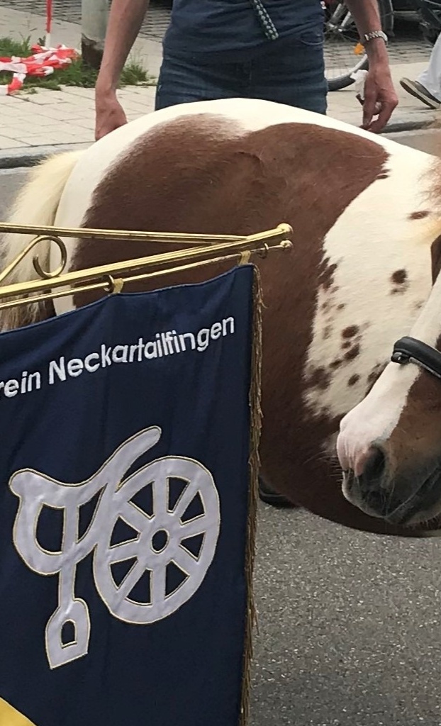 Schul- und Voltipferd für den RFV Neckartailfingen