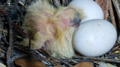 Betreuter Taubenschlag für Kaufbeuren