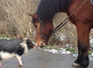 Futter für die Tiere der Jugendfarm Böblingen e.V.