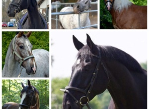 Kauf eines neuen Vereinspferdes RG Hegnach-Oeffingen