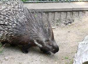 Ein neues Zuhause für Naddel und Dieter