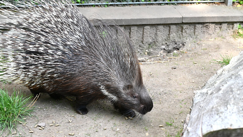 Große Ansicht vom Video