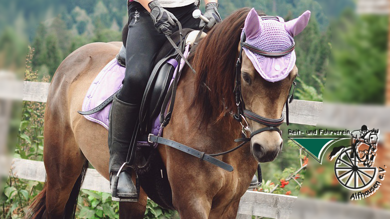 Schulpony für Kinder und Jugendliche