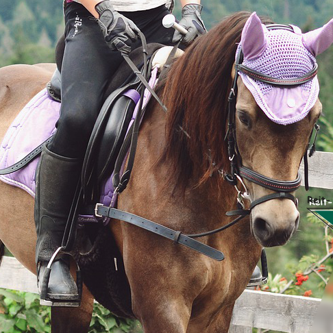 Schulpony für Kinder und Jugendliche