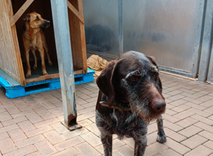 Video - Neue "Wohnungen"  für Tierheimhunde