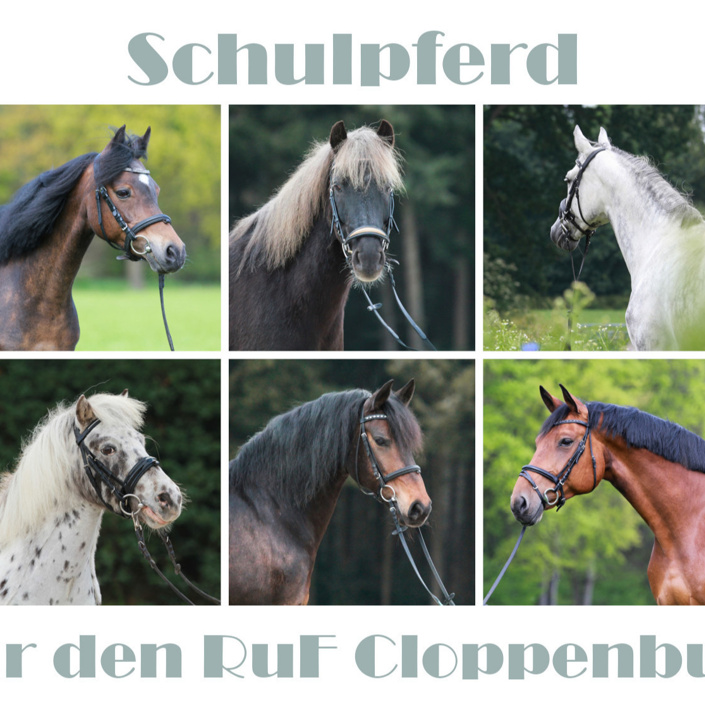 Schulpferd für den RuF Cloppenburg