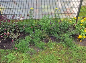 Bienenfreundliche Blumeninseln