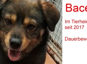 Hilfe für unsere Fellnasen