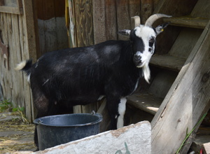 Jugendfarm Birkach: Futterküche für das neue Kleintierhaus