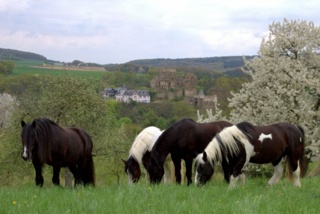 Kaffeeklatsch mit dem Pferd