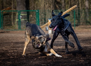 Z-Generation: der nächste Schritt zum Assistenzhund