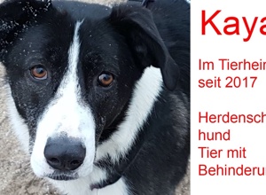 Hilfe für unsere Fellnasen