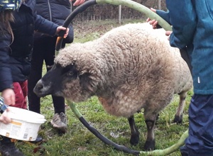 Spende für die Farmtiere