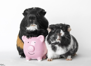 Cavia Care - Hilfe für unvermittelbare Meerschweinchen