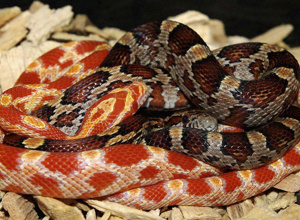 Vivarium Oesede - Neuer Raum sucht neue Technik