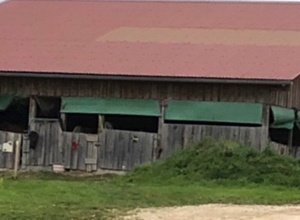 Ausbau Ponystall PSV Roggenburg