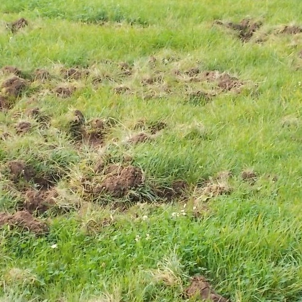 Sanierung Mehrzweckfeld