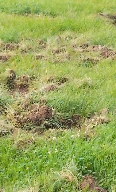 Sanierung Mehrzweckfeld