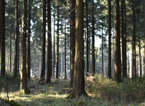 Waldwoche im Zwergenland